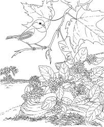 Select from 35870 printable crafts of cartoons. Beautiful Chickadee Bird Coloring Page Download Print Online Coloring Pages For Free Color Nimbus