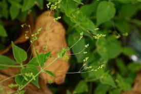 Image result for Psilotrichum