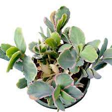 Image result for Kalanchoe dyeri