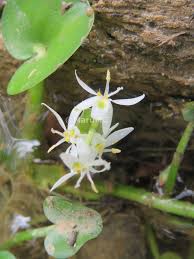 Image result for Heteranthera callifolia