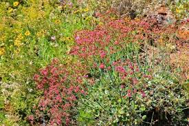 Image result for Eriosema angolense