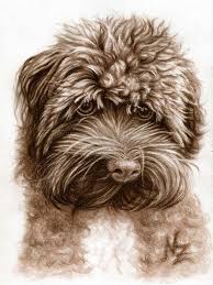 bolonka zwetna pencil drawings of animals drawings animal drawings