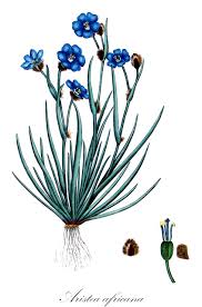 Image result for Afrosolen coeruleus