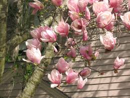 Big white magnolia flower on a tree. Japanese Magnolias Provide Late Winter Color