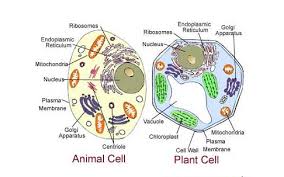 Plant cells are eukaryotic cells present in green plants, photosynthetic eukaryotes of the kingdom plantae. 17 Difference Animal Cell And Plant Cell With Pictures Similarities Viva Differences