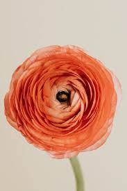 Download Premium Image Of Blooming Pink Ranunculus Flower 2273492 Bloom Buttercup Flower Bloom Blossom