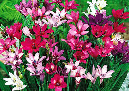 Image result for Babiana