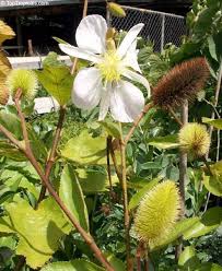 Image result for Clappertonia ficifolia