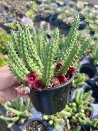 Image result for Huernia
