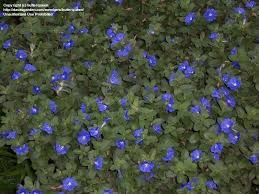 Evolvulus glomeratus.love this as a ground cover or hanging basket. Plantfiles Pictures Evolvulus Blue Daze Hawaiian Blue Eyes Blue Daze Evolvulus Glomeratus By Chamma