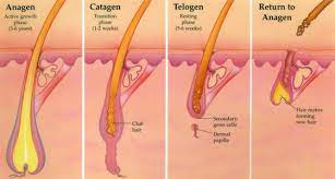 It happens to everyone — even those with whole and healthy heads of hair — every day. The Life Cycle Of Hair And The Hair Growth Phases