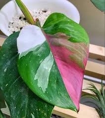 We did not find results for: Botanicalbear On Instagram The Earlier Post Of A Philodendron White Princess Unfurling A New Leaf Exhibiting A Promise Of Pink Has Generated A Few Comments On What It Artofit