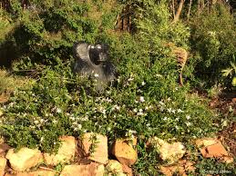 Image result for Jasminum multipartitum