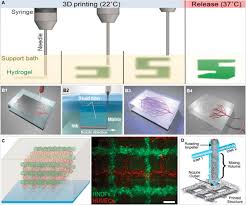 Info about konica minolta c364! 3d Bioprinting For Lung And Tracheal Tissue Engineering Criteria Advances Challenges And Future Directions Sciencedirect