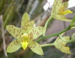 Image result for Ansellia