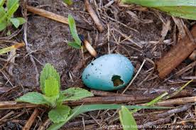 What do baby robins eat? Ground Nesting Robins The Prairie Ecologist
