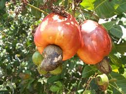 Les Fruits Du Bresil Blog Voyage Bresil