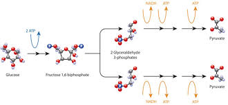 Cell Metabolism Learn Science At Scitable