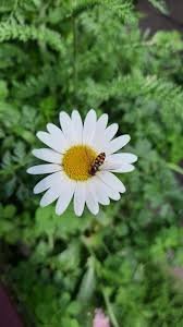 Kobel gartengestaltung ag, uetikon am see. Pflegeleichte Farbtupfer