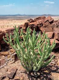 Image result for Pyrenacantha kirkii