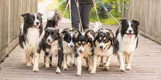 Owning too many pets can cause a whole range of problems, both in terms of the happiness and wellbeing of the pets themselves, and the effect that it can have on your wallet, personal living situation and relationship with your neighbours too! Understanding When You Or Someone Else Has Too Many Pets