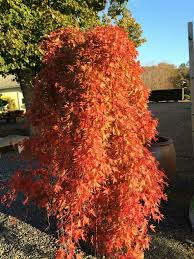 We rarely find palmate leaves on a weeping japanese maple, and we particularly like the landscape opportunities these delicate. Pin On Japanese Maples