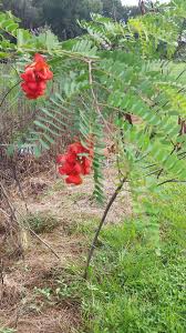 Image result for Cassia roxburghii