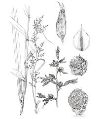 Image result for Scleria globonux