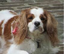 All 4 pets grooming salon, newcomb. All Pets Grooming Home