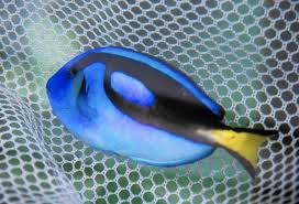 Well, all types of fish is great for heart but to get all the health benefits of john dory you should consume them in moderate amount only because just like any other fish, john dory is a great source of protein. Pet Shops Humane Society Fear Finding Dory Fish Frenzy Orlando Sentinel