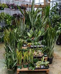 Snake Plant Black Coral Plants Garden Center Displays House Plants Indoor