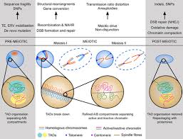 Image result for Meiostemon