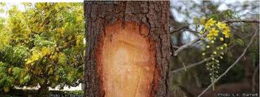 Image result for Cassia sieberiana