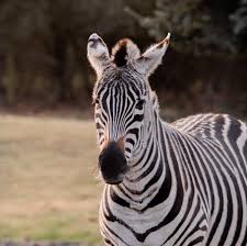 Image result for zebra