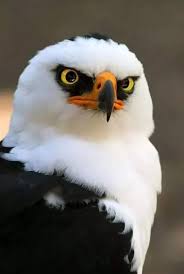 Black And White Hawk Eagle Facts Pin By Katsuki Bakugo On Cute Birds Of Prey Birds Pretty Birds