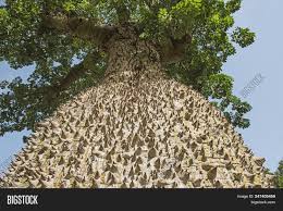 Speciosa is predominately green, while. Close Up Detail Of Large Trunk On Silk Floss Tree Ceiba Speciosa With Spiky Thorns And Leafy Canopy Image Stock Photo 247405459