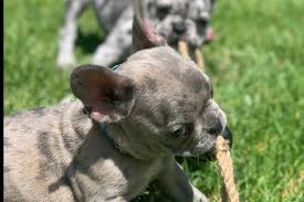 Black And Tan Merle Frenchie Pin On French Bulldogs