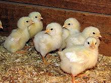 Image result for mafanikio katika ufugaji wa kuku