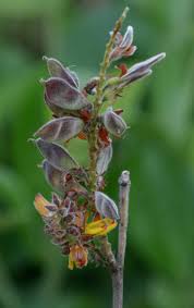 Image result for Eriosema