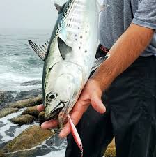 Image result for Jamesbrittenia albobadia