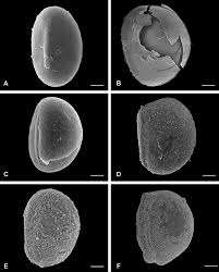 Image result for Blechnum attenuatum
