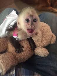 Maybe you would like to learn more about one of these? Capuchin Monkey For Sale Where To Buy Capuchin Monkey Baby Capuchin
