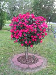 Weeping japanese maple trees look wonderfully elegant when planted near a pond or water feature. What S Hot Google Knockout Rose Tree Rose Seeds Rose Trees