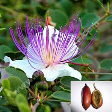 Image result for Capparis scheffleri