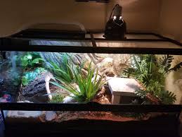Blue Tongue Skink Vivarium Blue Tongue Skink Vivarium Reptile Enclosure