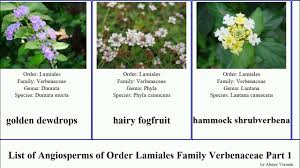 Image result for Chascanum hederaceum