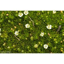 Image result for Sagina