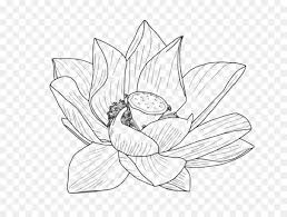Draw a big oval shape over a flat smaller one. Nelumbo Nucifera Flower Drawing Egyptian Lotus Clip Art Lotus Flower Png Free Transparent Image