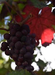 Image result for Vitis vinifera