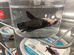 See more of betta fish on facebook. New Petco Shipment Of King Bettas Page 3 Betta Fish Forum